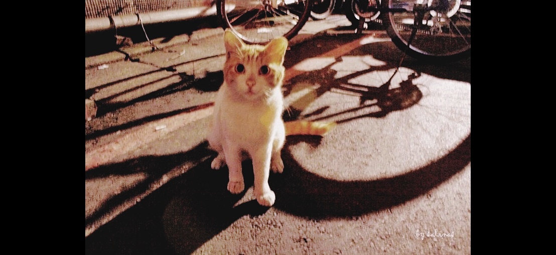 AM 00:51 遇見的貓