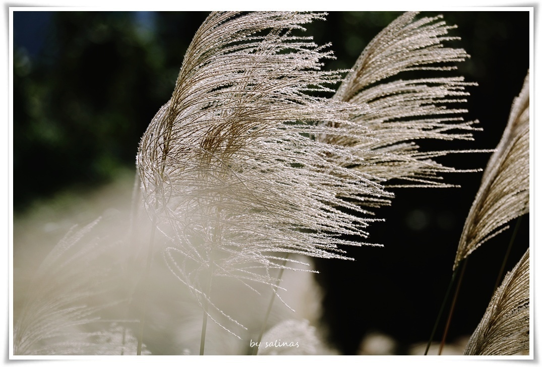 初冬の竹仔湖|冬芒