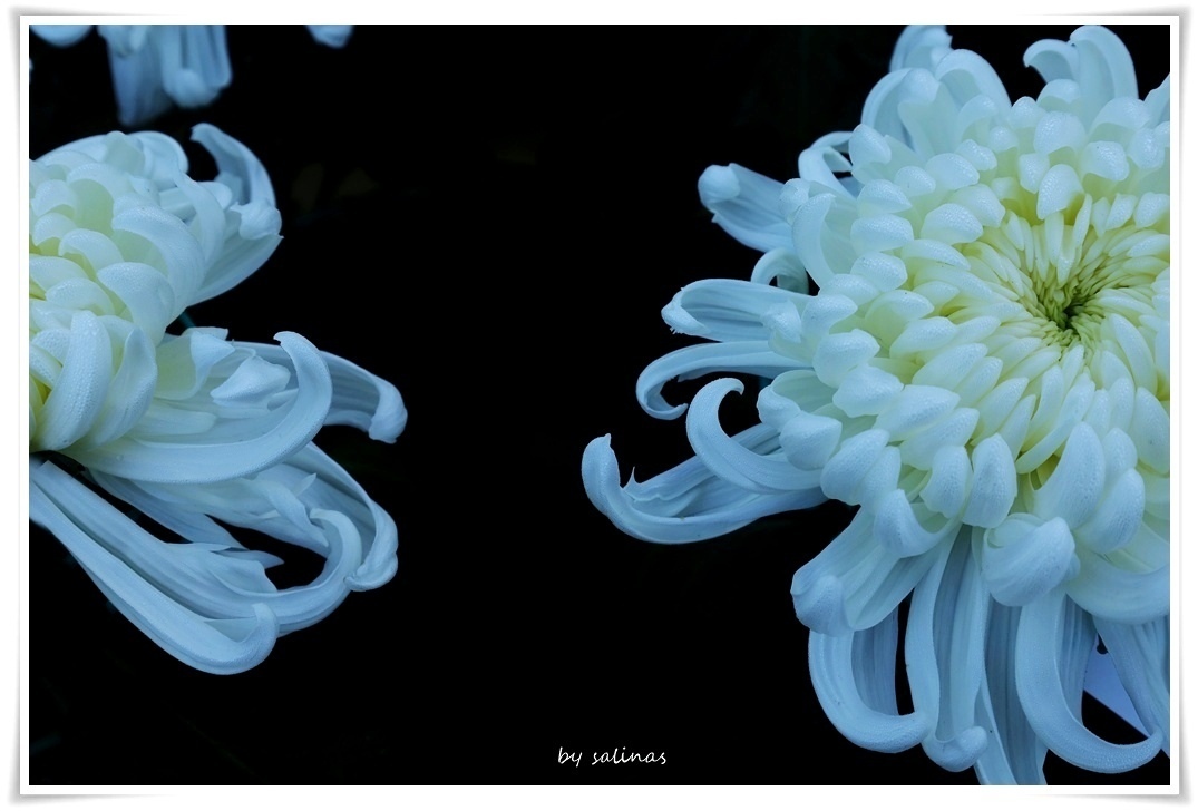 2025士林官邸菊展 – 菊譜