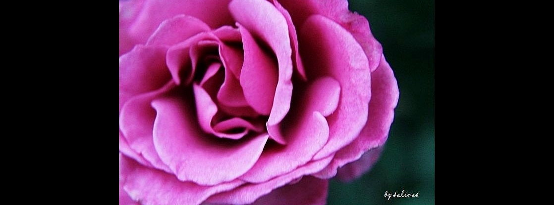 王俊傑-阮上愛的玫瑰花