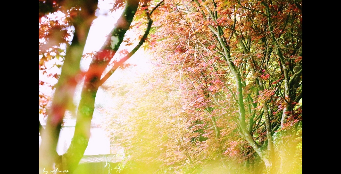 趙海洋-飛鳥和蟬