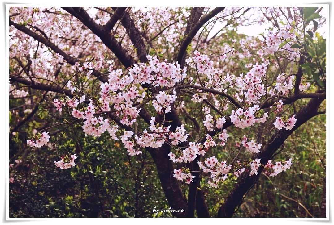當叢花毅然盛放