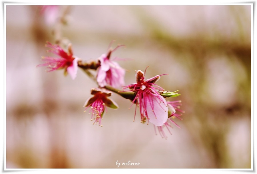 安意如|遇仙記-歡從何處來 郎行去不歸