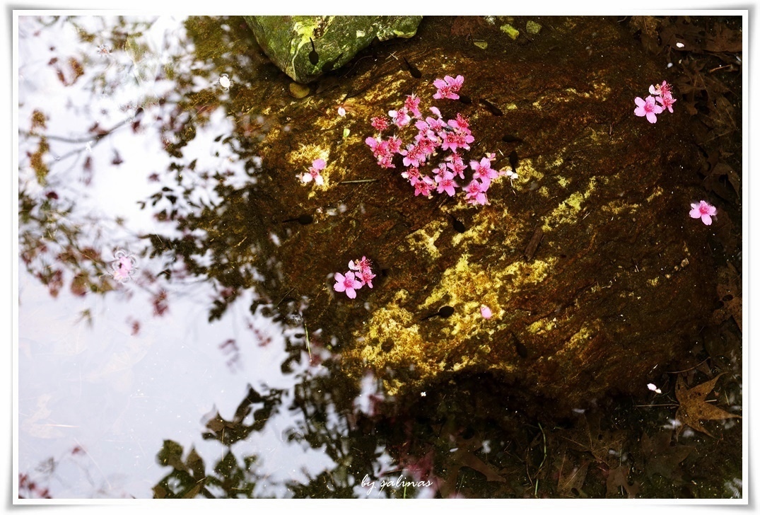 安意如|觀音-牡丹亭．卷二