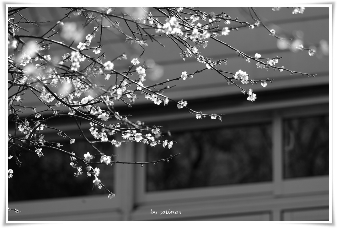 星巴克|梅花開了