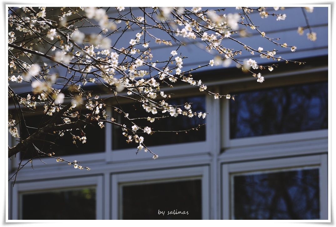 星巴克|一棵開花的樹