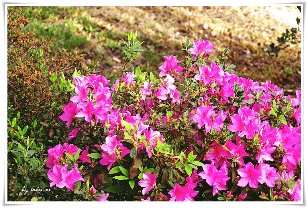 簡媜-陪我散步吧