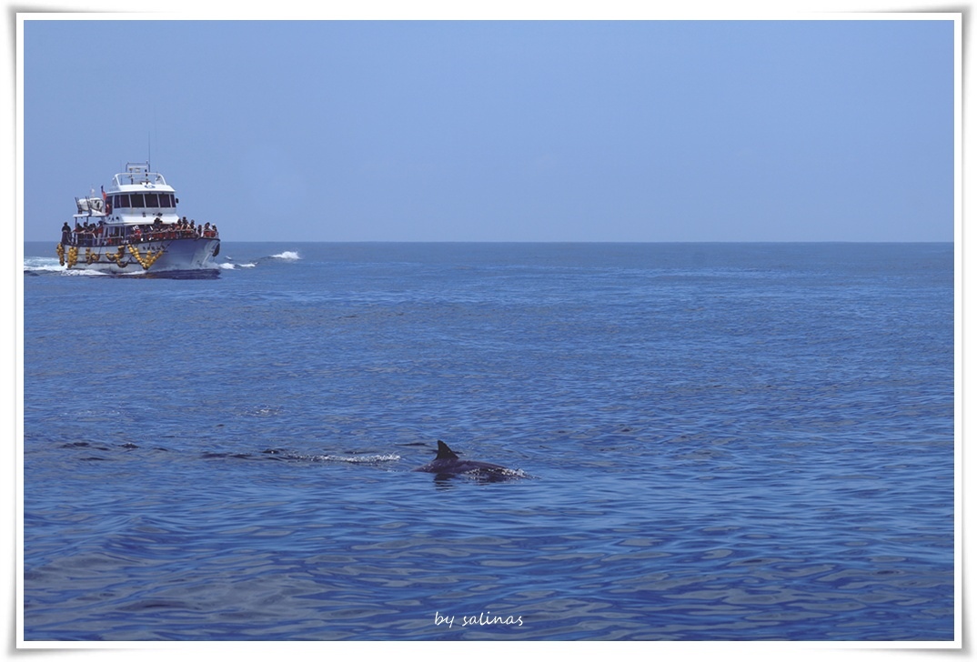 烏石港|海豚來了