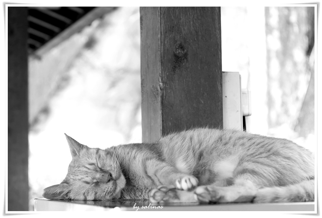 觸動人心的60年代老歌專輯