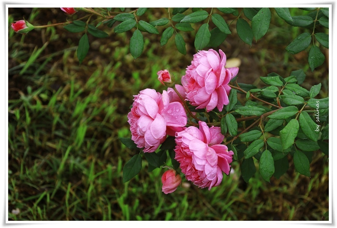 The Rain (김윤) – Remember