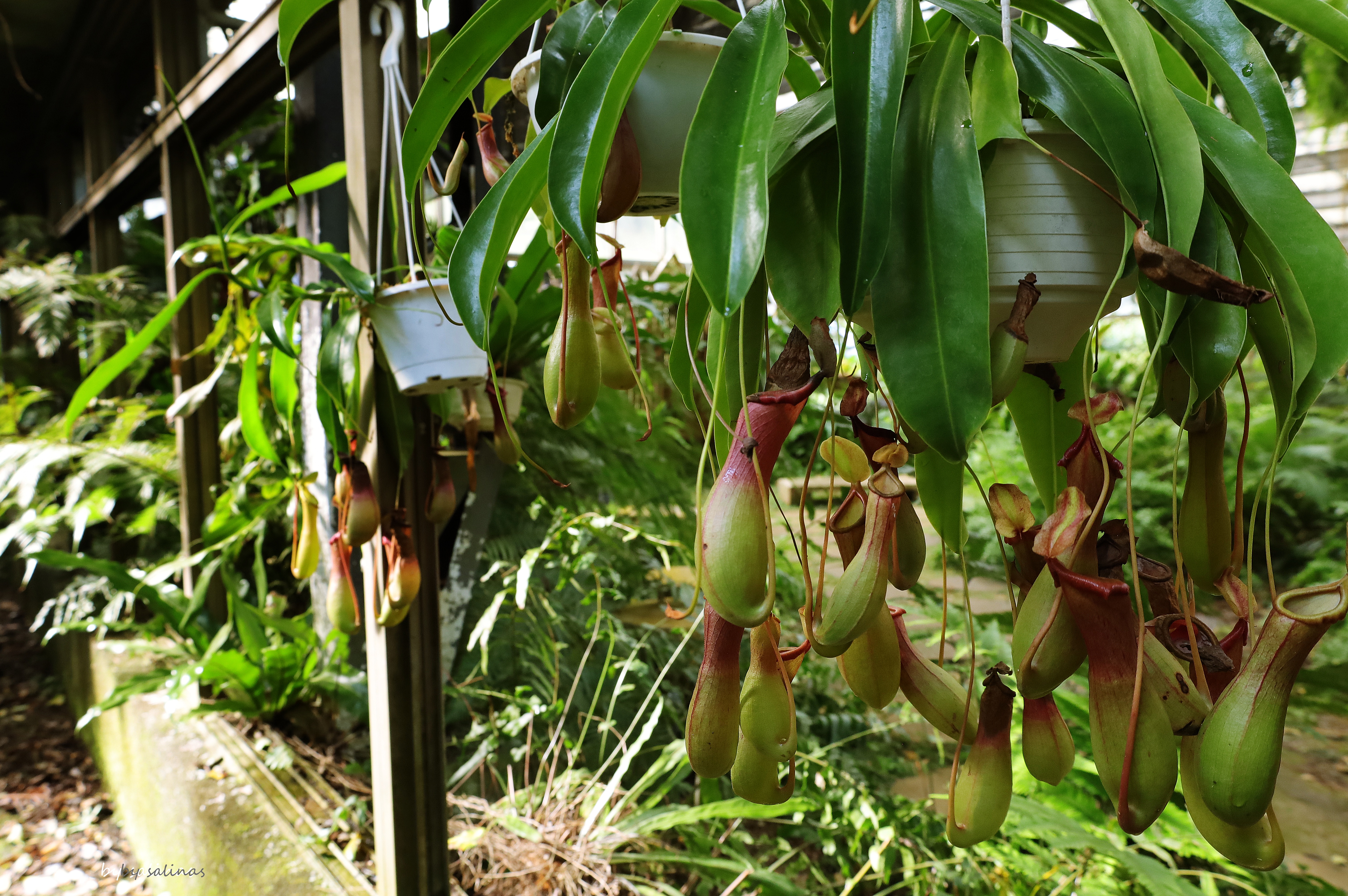 花卉試驗中心 | 小蕨園