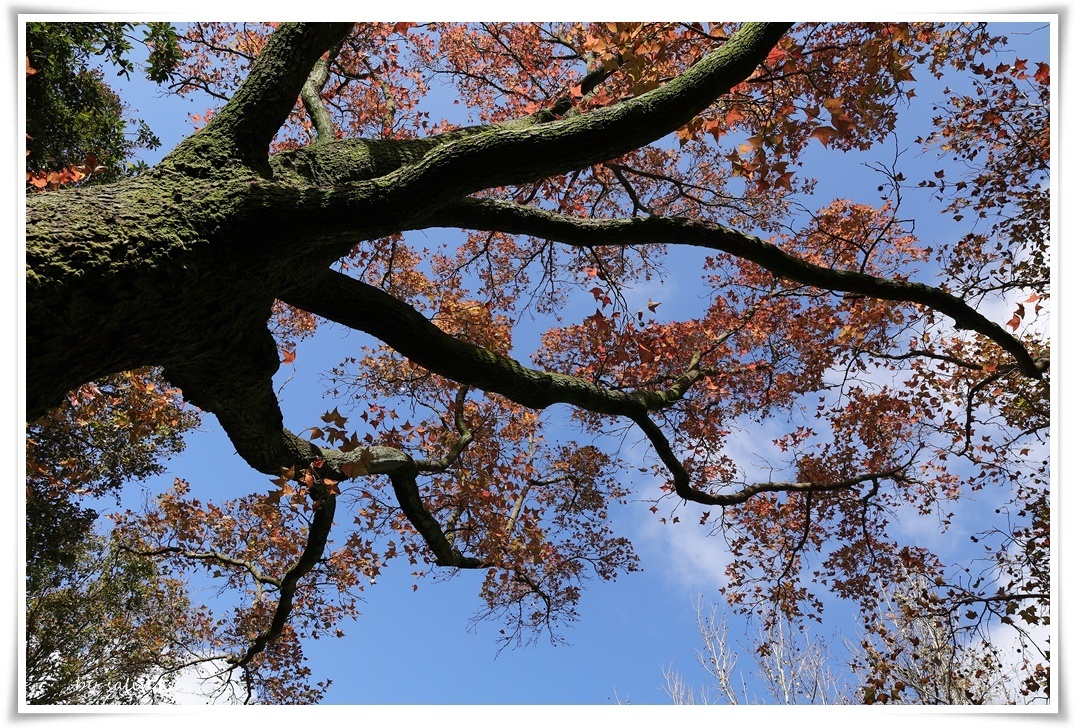 草山簡筆|冬の樹