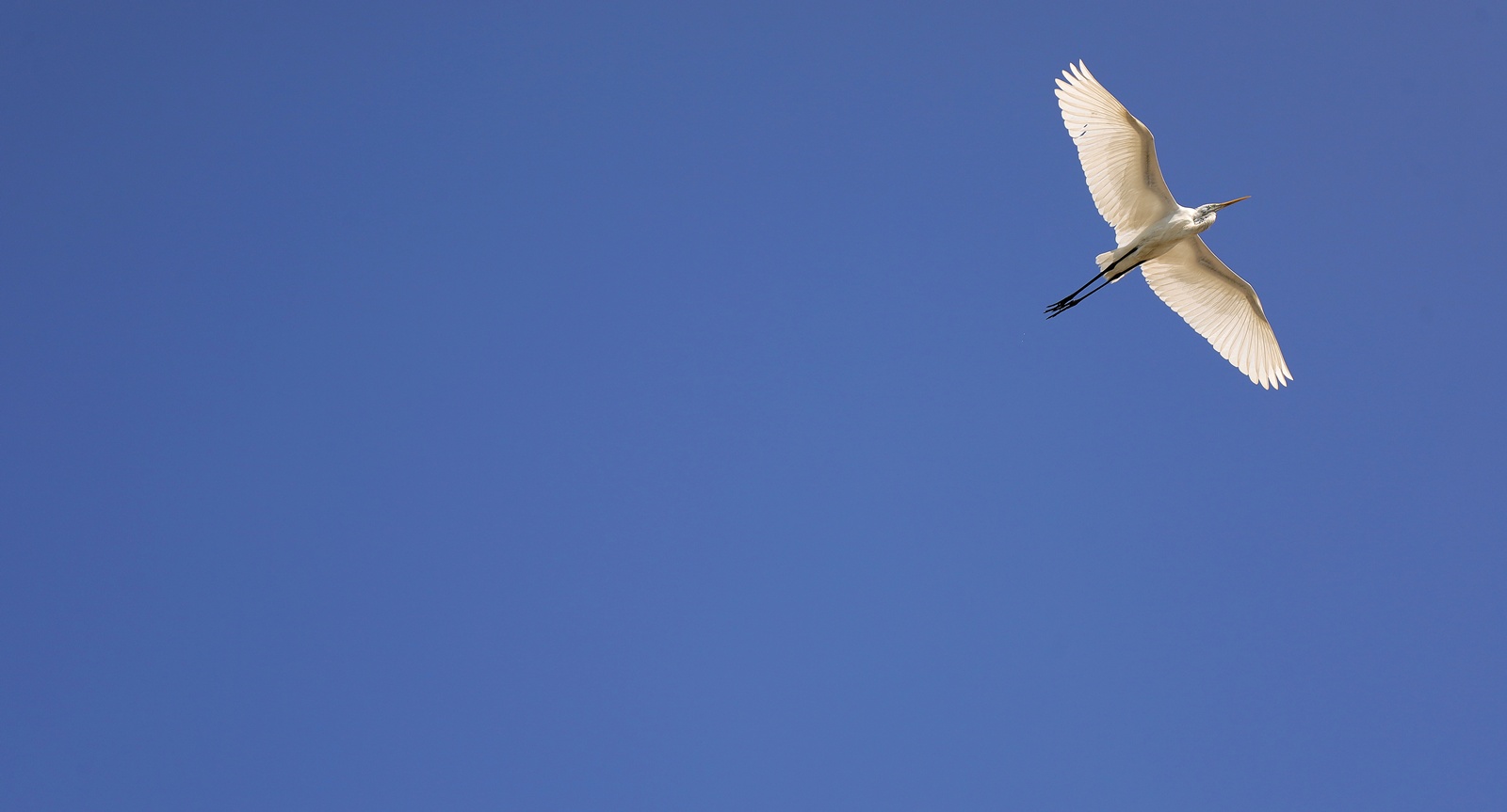 淡水河上白鷺飛