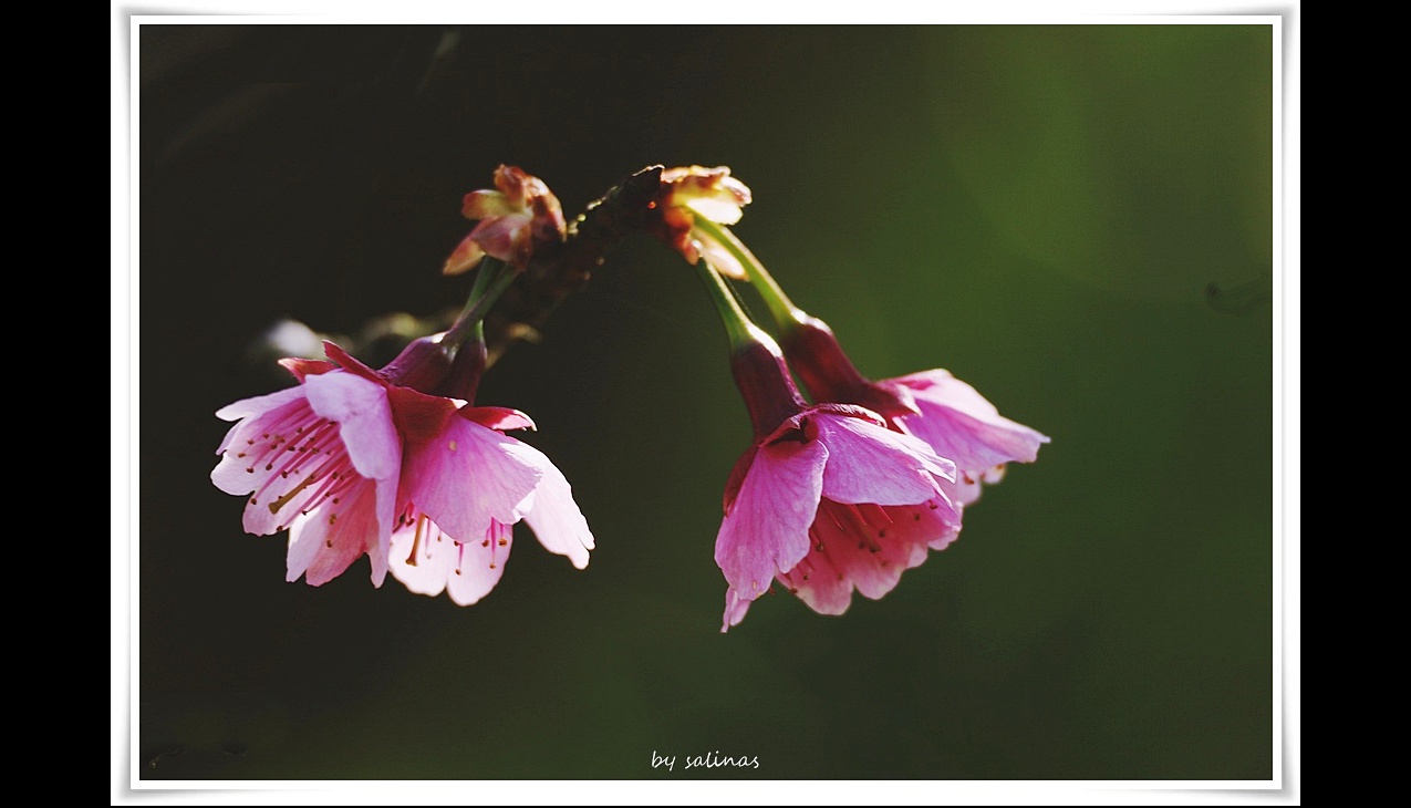 押尾コータロー – 桜・咲く頃 / 櫻花盛放時