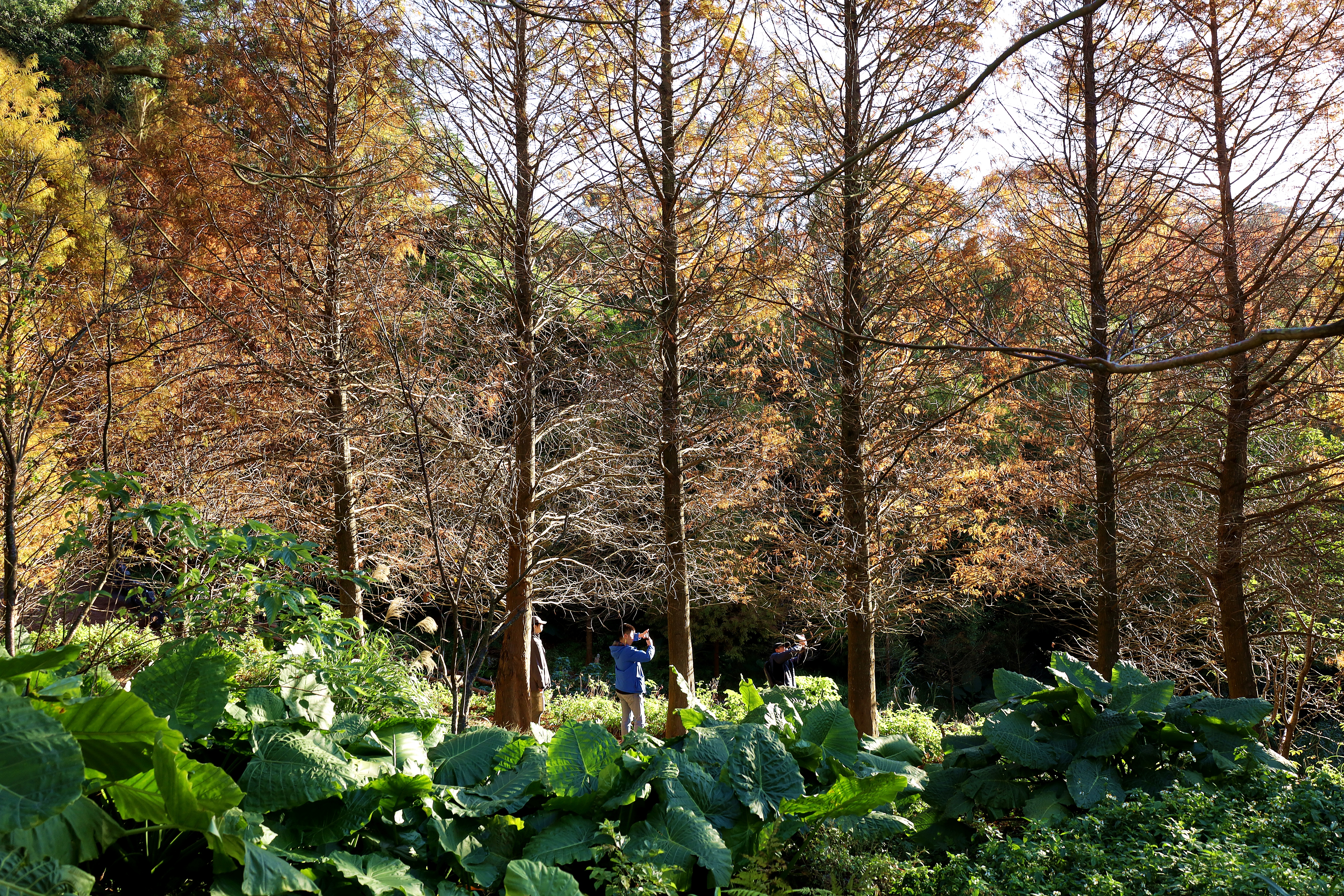 晨曦中落羽松林
