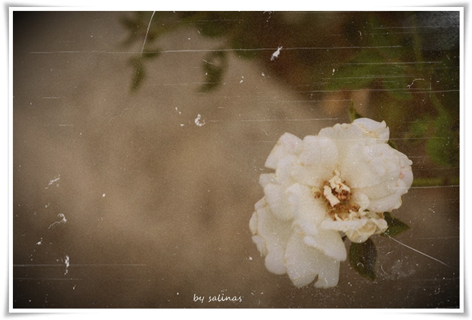 習作簿| 舊日玫瑰