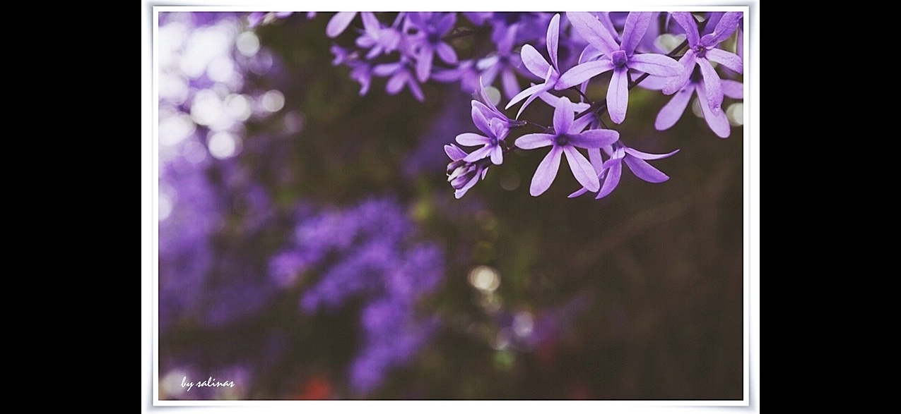 【習作簿】許願藤