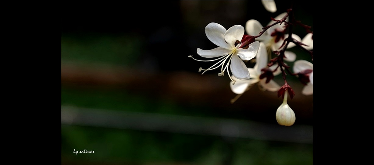 雙雙飛過-垂枝茉莉