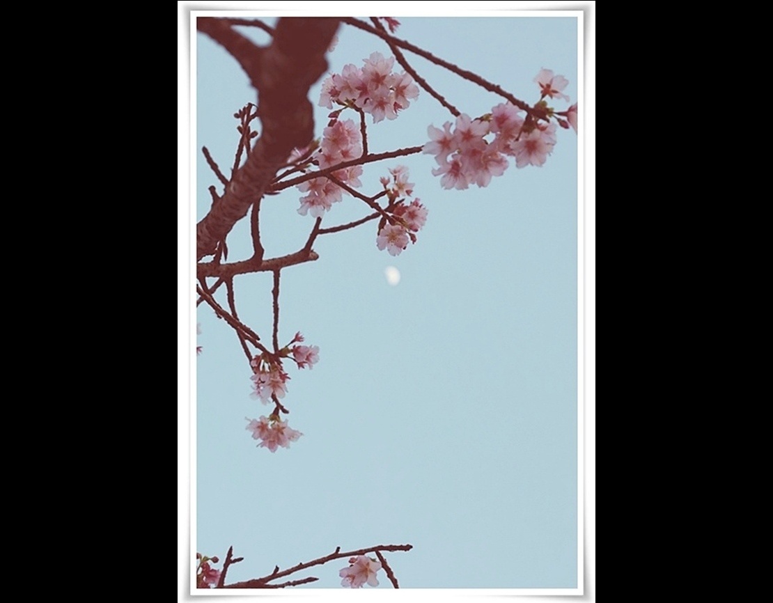 【習作簿】櫻與月