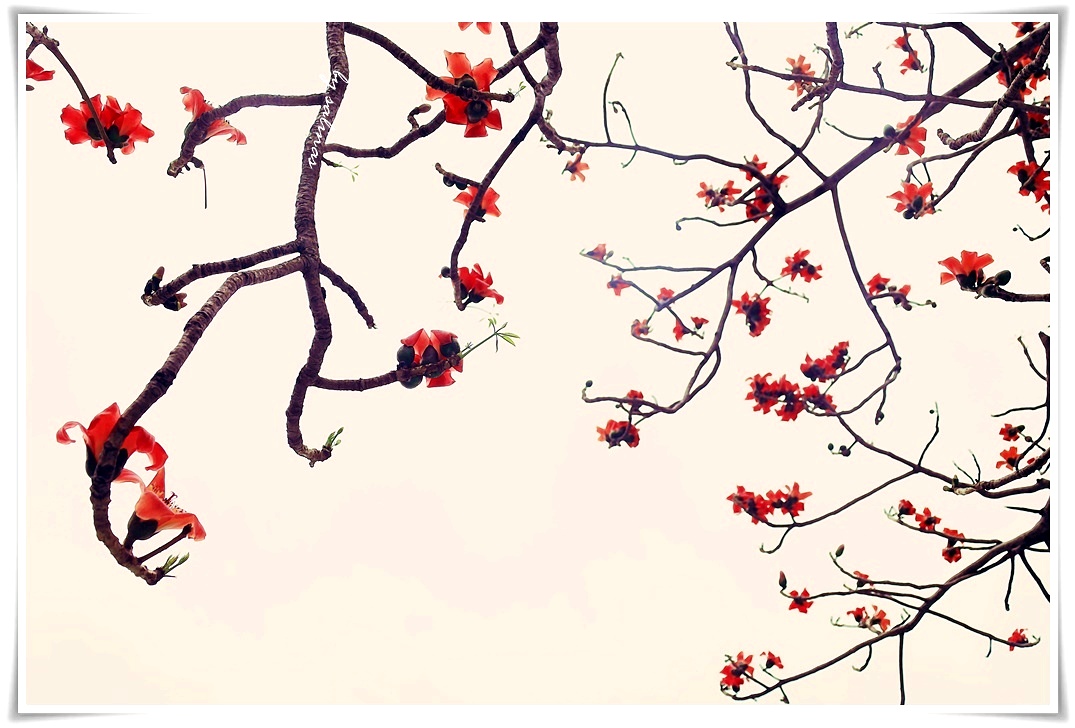 習作簿|四月木棉