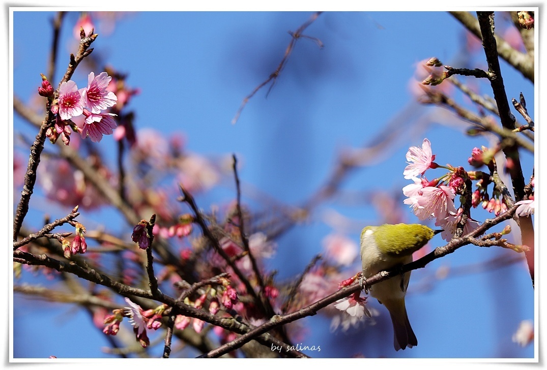冬日簡筆|櫻．2025