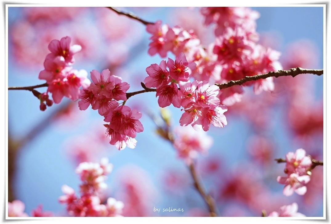 2025 Spring|山徑邊的櫻花樹