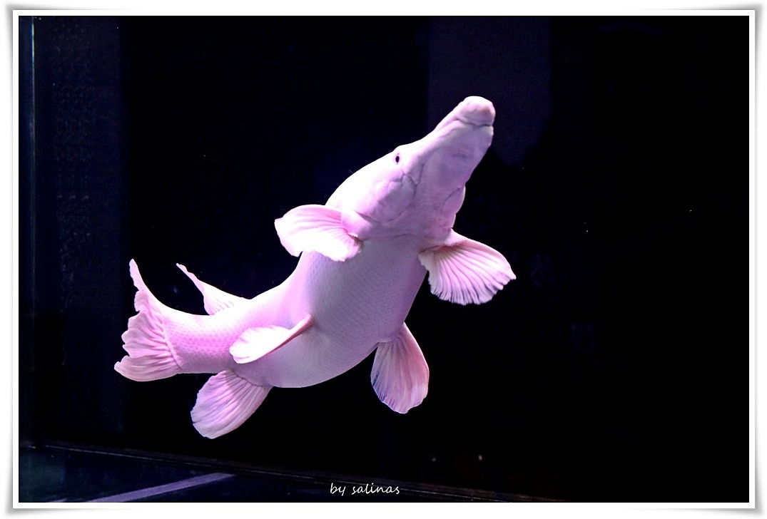 跳舞的魚-錘骨雀鱔