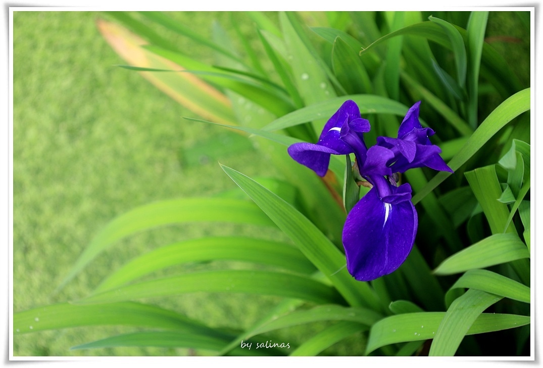 迷霧花園|竹仔湖．五月