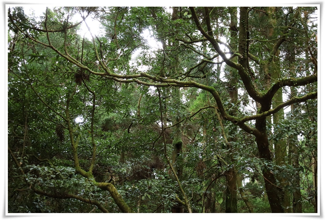 冬日簡筆|冬の樹(三)