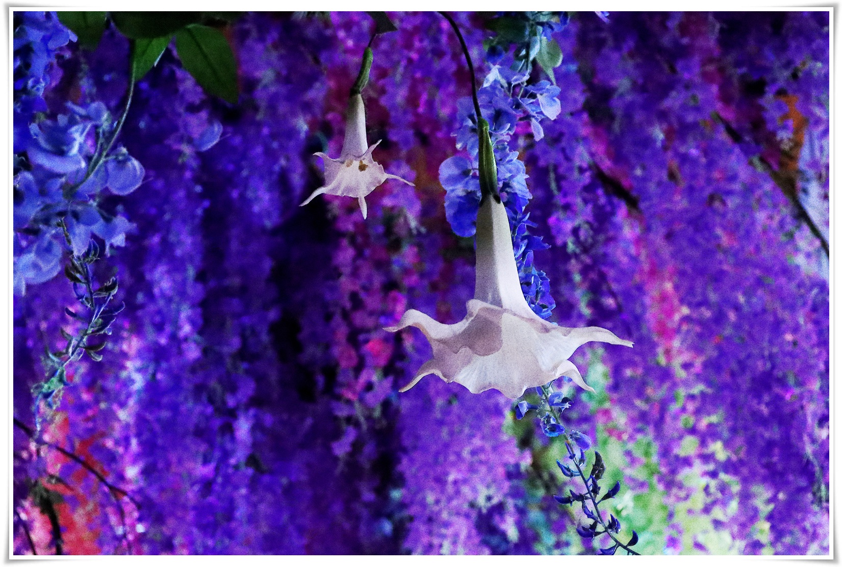 蜷川實花展|深淵彼岸的夢&光之細語 色彩之夢