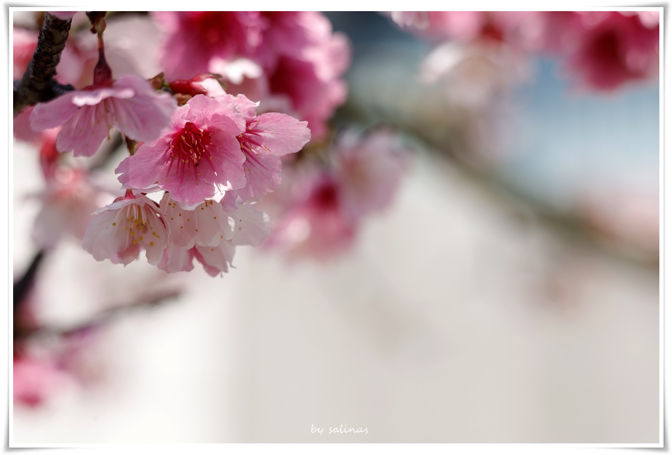 2026 Spring|櫻花盛開時