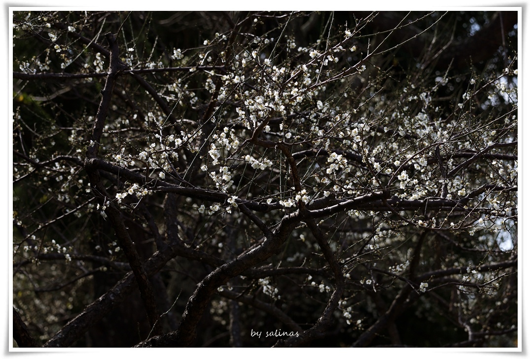 士林官邸|梅．2025