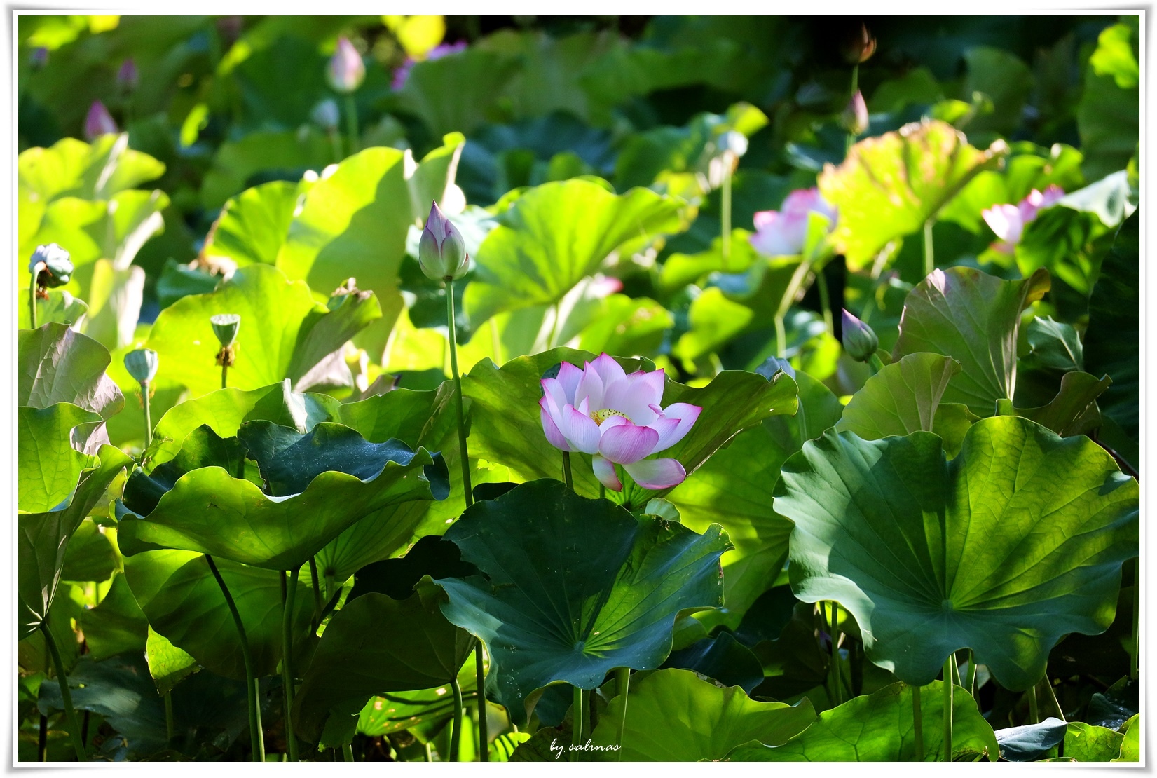 記錄夏天|山裡的荷