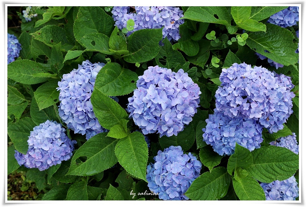 頂湖|無盡夏-繡球花季