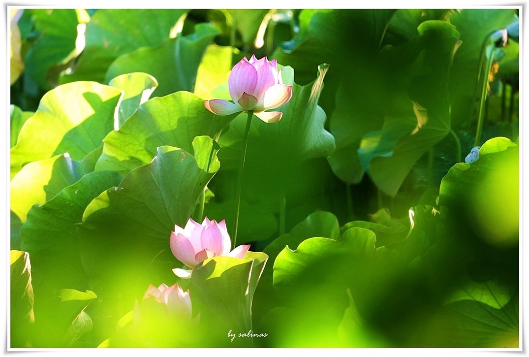 紀錄夏天|小暑聞花香 不覺夏日長