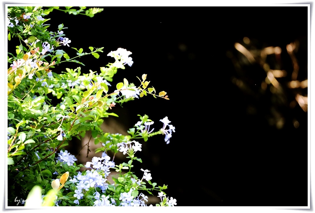 草山の初秋| Hana