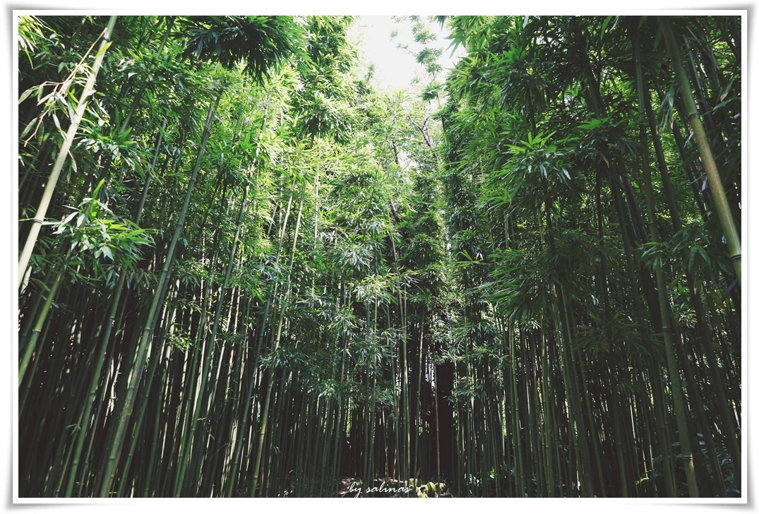 草山の初秋|恬時光