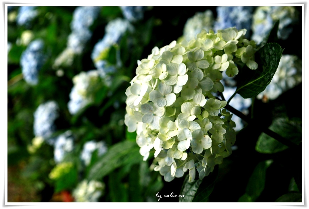竹子湖|花季尾聲的繡球