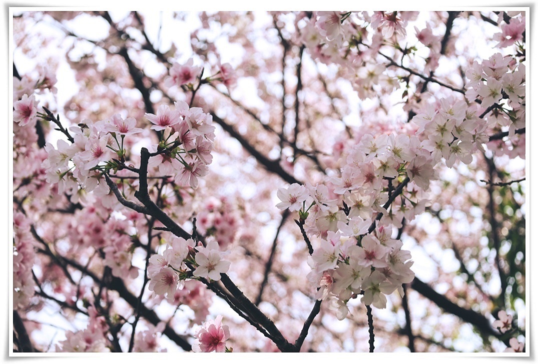 願櫻|中華電信會館
