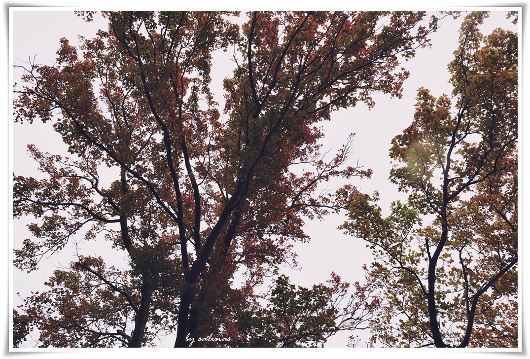 陽明山前山公園