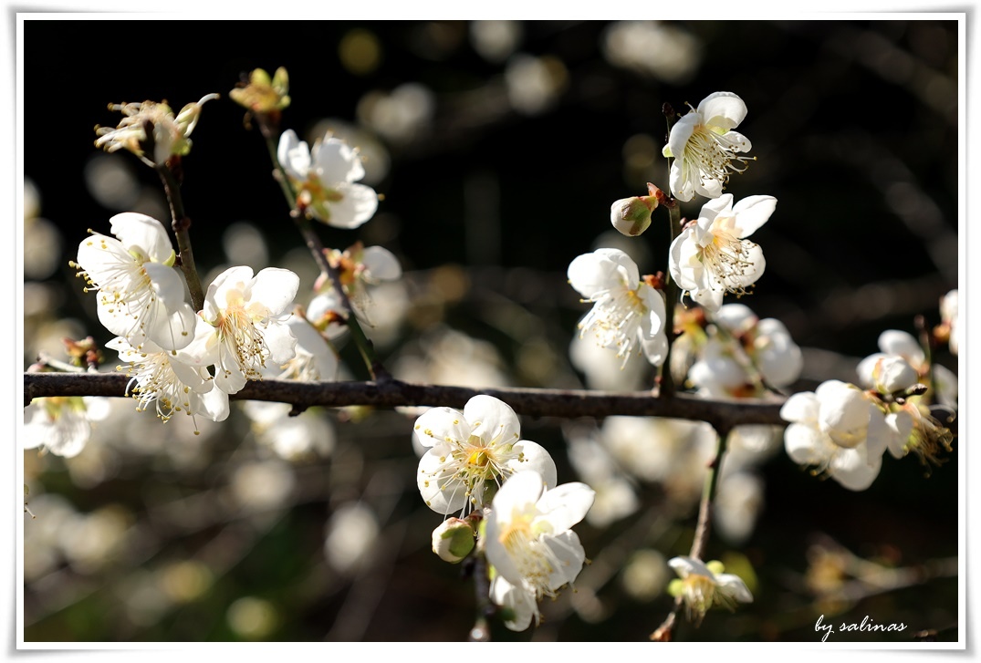 光の午後-梅花篇