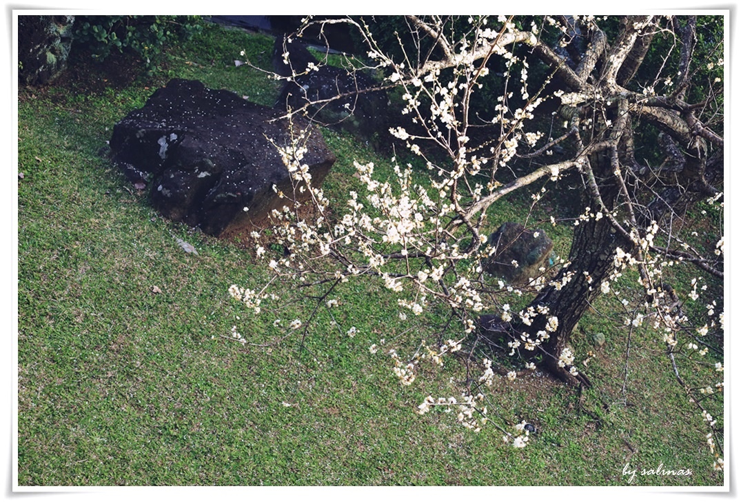 故宮。至善園。梅花