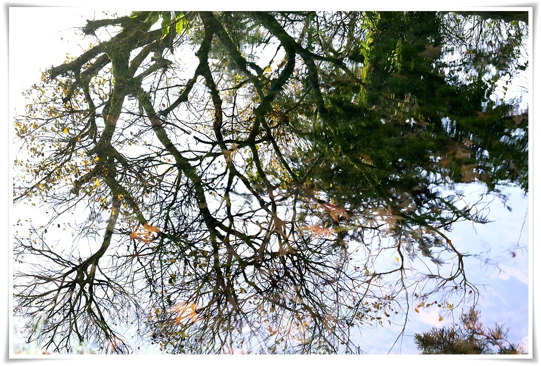 陽明春天下午茶