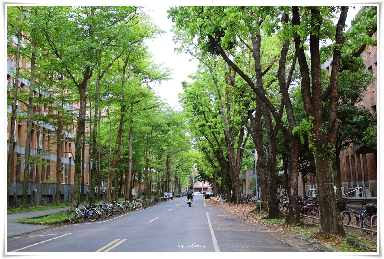 晨曦中的台大  晨曦中的流蘇