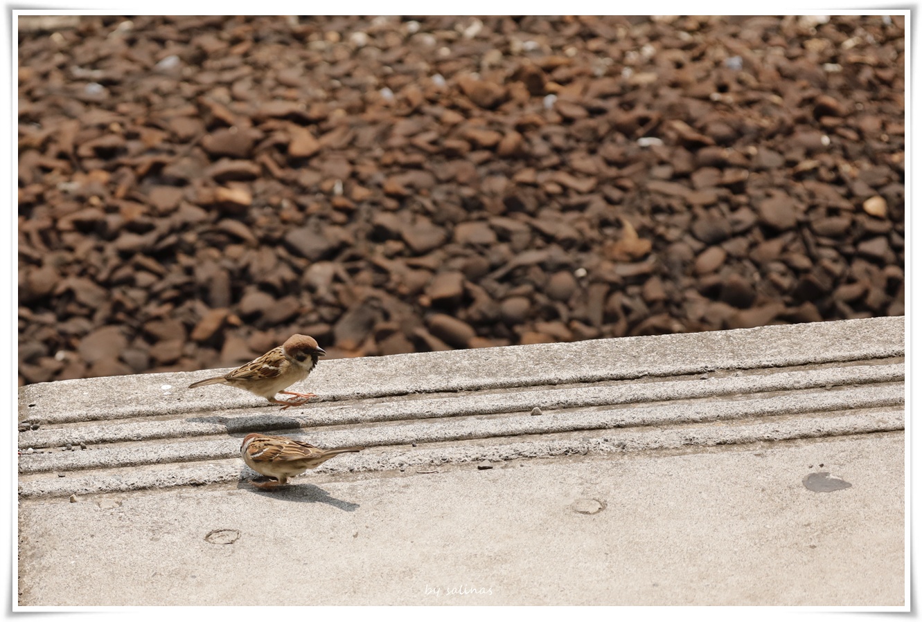 台南車站|此時此景